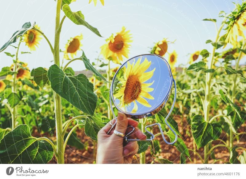 Sonnenblumenfeldfrüchte an einem sonnigen Tag Sommer Herbst Erdöl Ernte Ackerbau Feld Schönheit wunderschön Hintergrund Bild Oberfläche Natur natürlich Arbeit