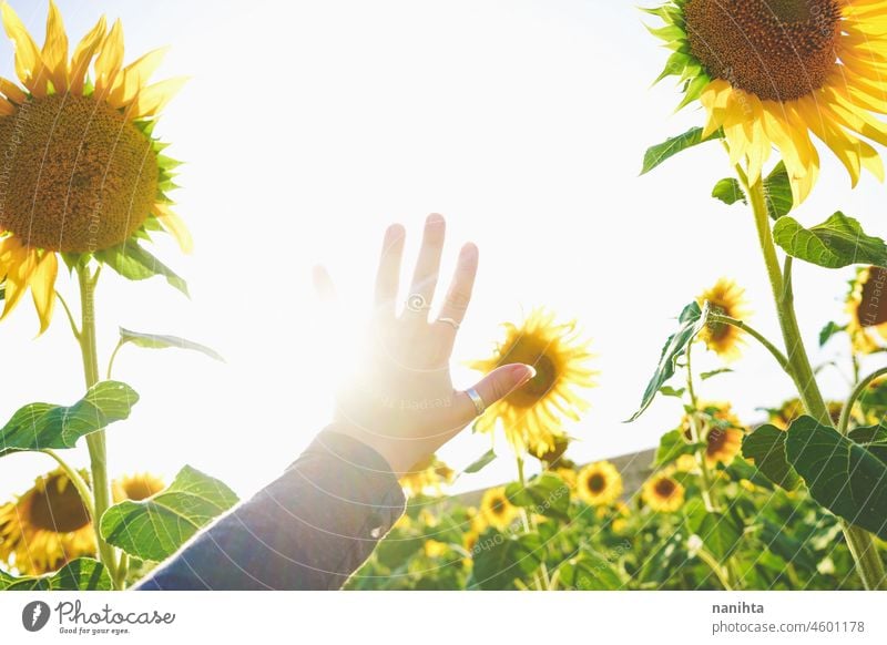 Sonnenblumenfeldfrüchte an einem sonnigen Tag Sommer Herbst Erdöl Ernte Ackerbau Feld Schönheit wunderschön Hintergrund Bild Oberfläche Natur natürlich Arbeit