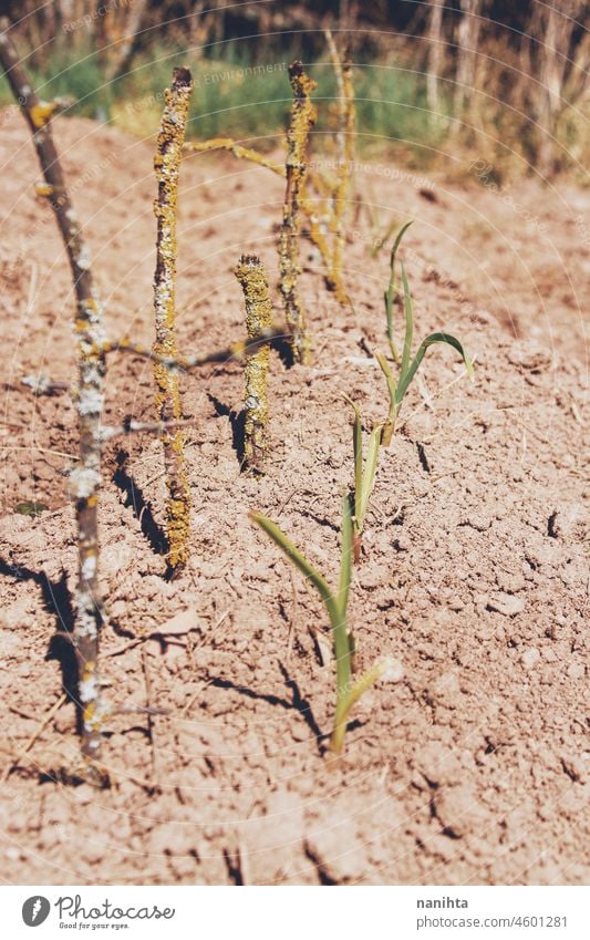 Sprossen von Pflanzen in einem Gemüsegarten Lebensmittel Ernte Bepflanzung Landwirtschaft bis bearbeitet Boden Erde organisch Biografie kultivierend Ernten