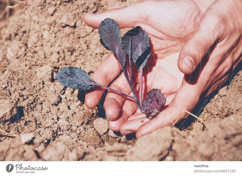 Sprossen von Pflanzen in einem Gemüsegarten Lebensmittel Ernte Bepflanzung Landwirtschaft bis bearbeitet Boden Erde organisch Biografie kultivierend Ernten