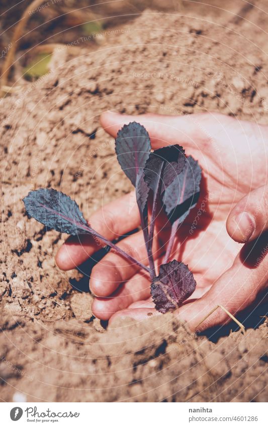 Sprossen von Pflanzen in einem Gemüsegarten Lebensmittel Ernte Bepflanzung Landwirtschaft bis bearbeitet Boden Erde organisch Biografie kultivierend Ernten