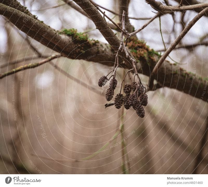 Kleine Zapfen am Ast braun Baum Natur Herbst Zweig Farbfoto Außenaufnahme Schwache Tiefenschärfe Zweige u. Äste herbstlich Vergänglichkeit Wandel & Veränderung