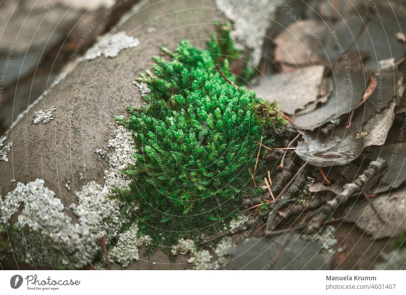 Moosbewuchs auf einem Dach grün Makroaufnahme Nahaufnahme Natur Farbfoto Dachrinne Laubwerk natürlich Wald Herbst Außenaufnahme braun Blätter Pflanze