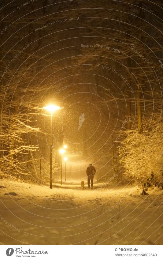 Gassigehen im Schneetreiben Hund Gassi gehen Laterne Weg Winter Schneefall Licht Nacht Dunkel Wald Park kalt Außenaufnahme Spaziergang Tier Haustier Leine