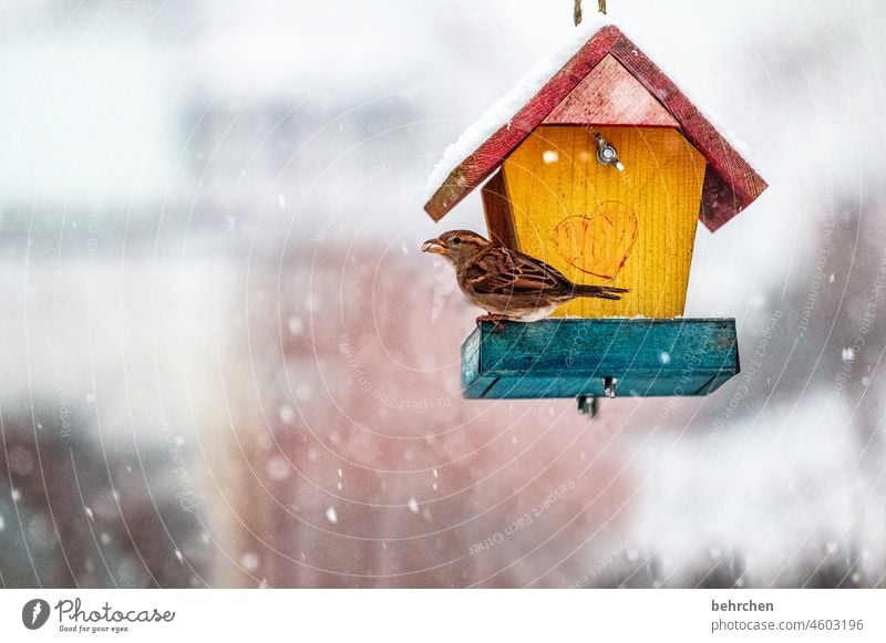 wintervögel Winterzeit Winterstille winterlich Wintertag Winterstimmung traumhaft schneetreiben Schneefall kalt Schneeflocke Tierschutz Futter Tierporträt