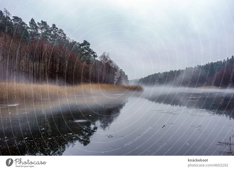 eis und nebel See Wasser ruhig Reflexion & Spiegelung Wald Waldsee Winter Natur Landschaft Seeufer Wasseroberfläche Wasserspiegelung Außenaufnahme