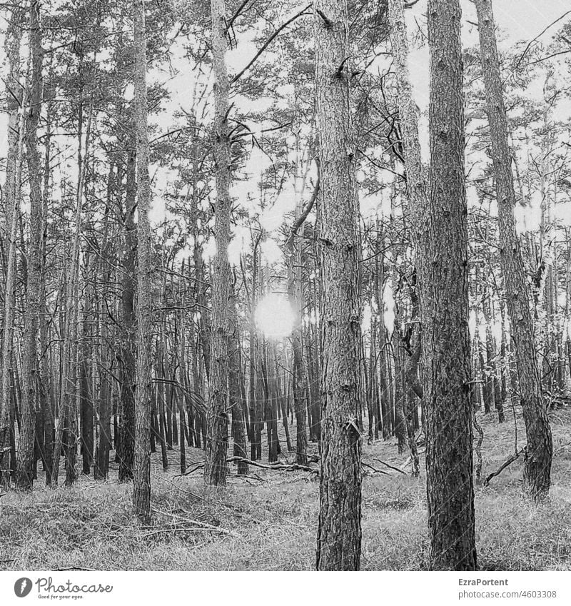 Mittelpunkt Wald Baum Kiefer Sonne Natur Licht Landschaft Waldboden Schwarzweißfoto Sonnenlicht Stamm Baumstamm Bäume Umwelt Waldspaziergang Holz Waldstimmung