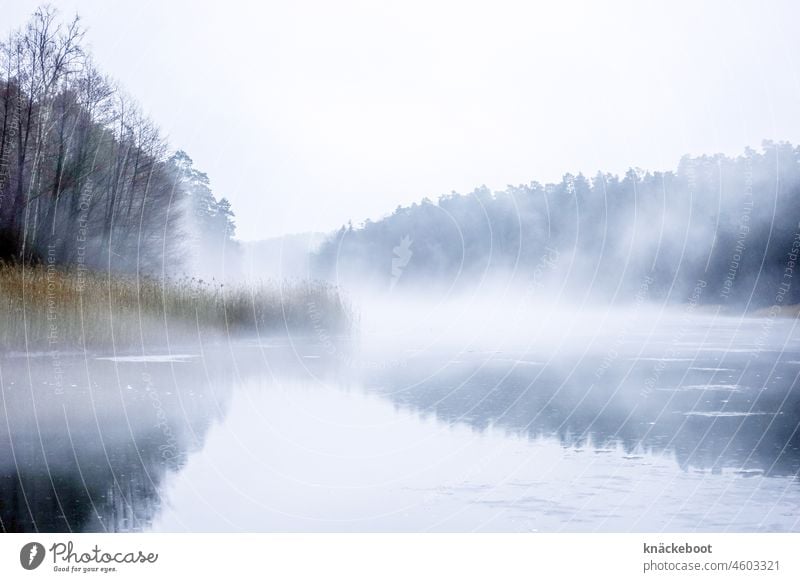 nebel über zugefrorenem see See Seeufer Winter Brandenburg ruhig Wald Schilf Nebel zugefrorener see Eisfläche