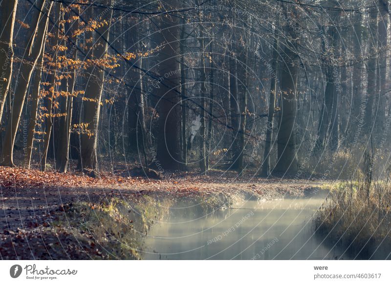 Nebel steigt aus einem Bach am Rande eines Waldweges in die Strahlen der aufgehenden Morgensonne Baum Bäume Natur Landschaft Herbst See Wasser Wälder Holz