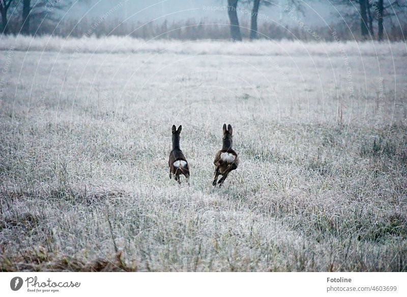 2 Rehe ergreifen die Flucht, als ich ihnen ein freundliches "Guten Morgen" zurief. Wildtier Tier Außenaufnahme Farbfoto Natur Menschenleer Tag Wiese natürlich