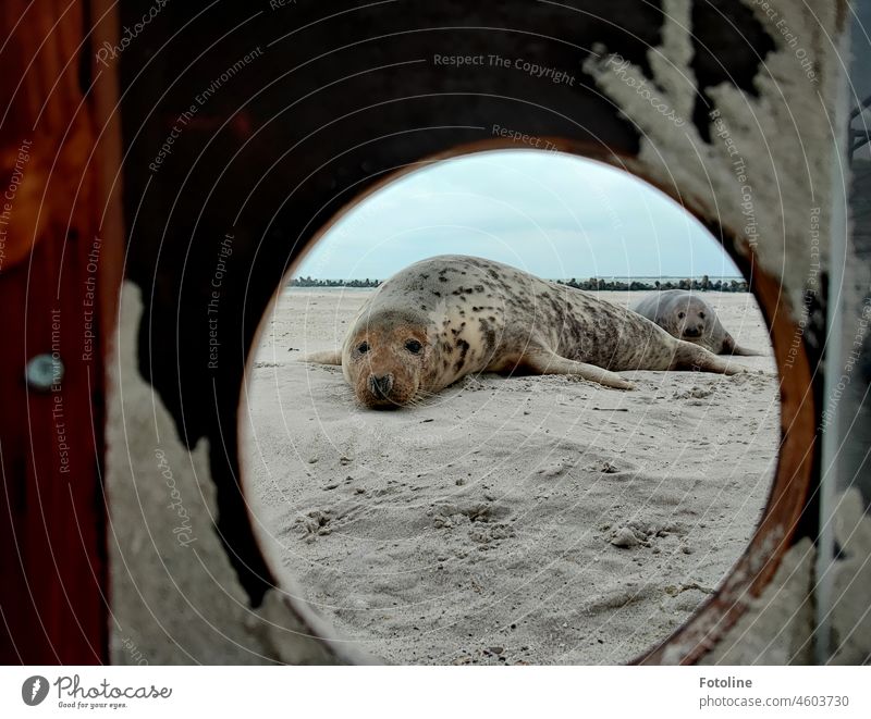 Blick durch's Schlüsselloch - die Kegelrobben schauen durch das loch und sehen... richtig, mich! Tier Natur Wildtier Farbfoto Außenaufnahme Tag Küste Strand