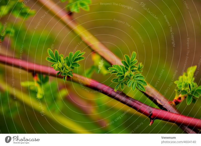 Wildrosenpflanze bekommt ihre ersten grünen Blätter im Frühling, geringe Tiefenschärfe, schönes weiches Bokeh Blume Blumen Pflanze Pflanzen Blüte blüht Stengel