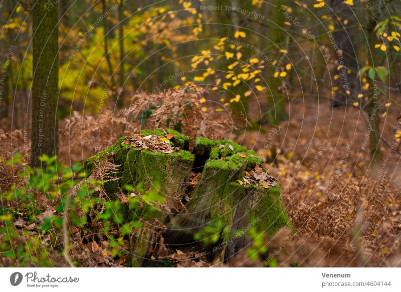 Baumstumpf mit abgestorbenen Farnpflanzen im Wald, sehr geringe Schärfentiefe, schönes weiches Bokeh Wälder Bäume Waldboden Bodenanlagen Unkraut Bodenbewuchs