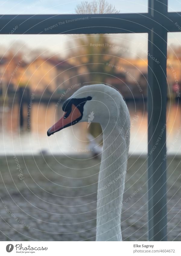 Stolzer Schwanenhals am Fenster Wasser See Reflexion & Spiegelung Außenaufnahme weiß elegant Feder Hals Flügel Vogel Schnabel