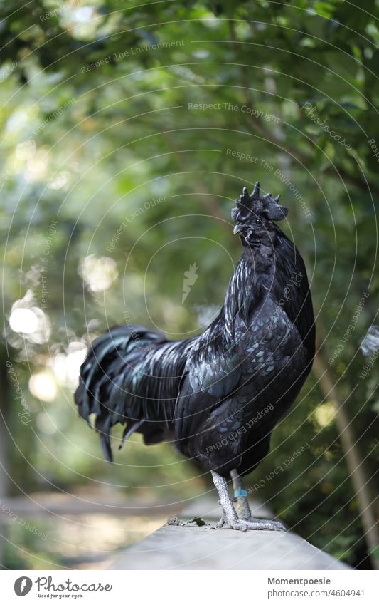 schwarzer Hahn Vogel Geflügel Tier Bauernhof Außenaufnahme Farbfoto Landwirtschaft Natur Haushuhn Tierporträt Nutztier Haustier Nahaufnahme Tag 1 Tiergesicht