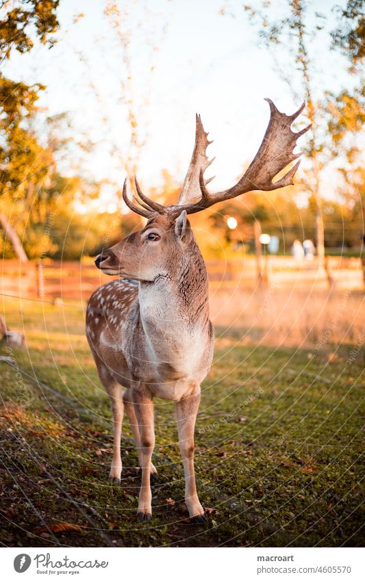 Dammwild dammwild Dammhirsch herbst abendsonne geweih schauffel schaufeln wiese schauen tier wildnis park tierpark