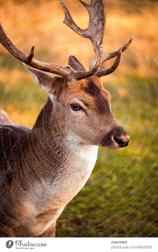 Dammhirsch Portrait tierpark wildnis wiese schauen schaufeln schauffel geweih sonne abend herbst abendsonne dammwild portrait kopf