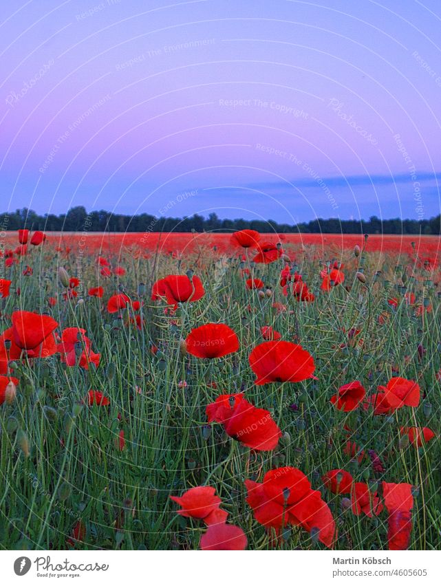 Mohnfeld am Rande von Berlin mit lila Himmel Blume Sommer Pflanze Mohnblüte Klatschmohn Feld Wiese Blüte Natur Außenaufnahme mohnwiese Farbfoto Landschaft