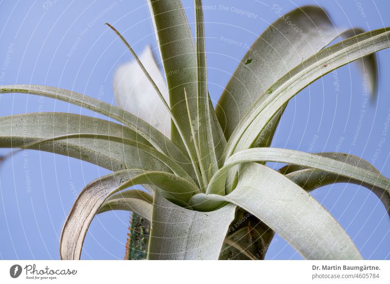 Tillandsia sp., Tillandsie, Bromeliaceae, Ananasgewächse Epiphyt Aufsitzerpflanze Pflanze Blätter Saugschuppen aus Südamerika aus Mittelamerika Rosette