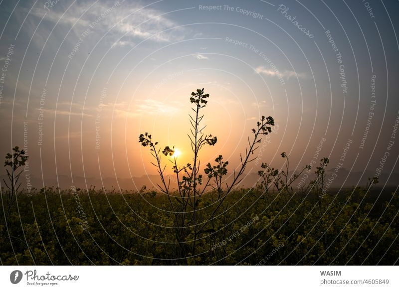 Tautropfen-feuchten gelben Senf Blumen auf dem Feld mit Winter Morning neblig Golden Sunrise Landschaft Blick Natur Hintergrund Himmel schön natürlich Sonne