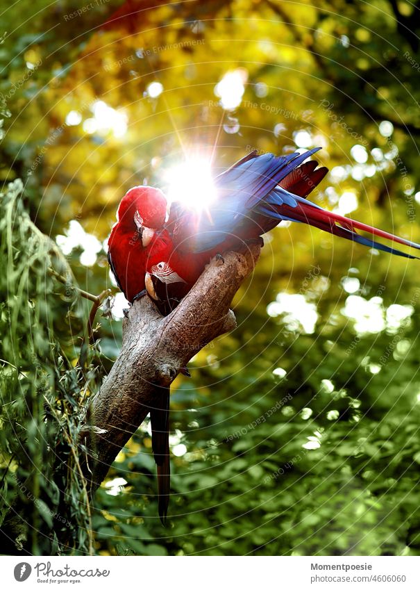 Aras Papagei zwei Vogel Tier Farbfoto Schnabel Feder Natur rot Flügel Balz balzen Paarung Tiere putzen Federn Federkleid Federpflege Gegenlicht Sonnenlicht