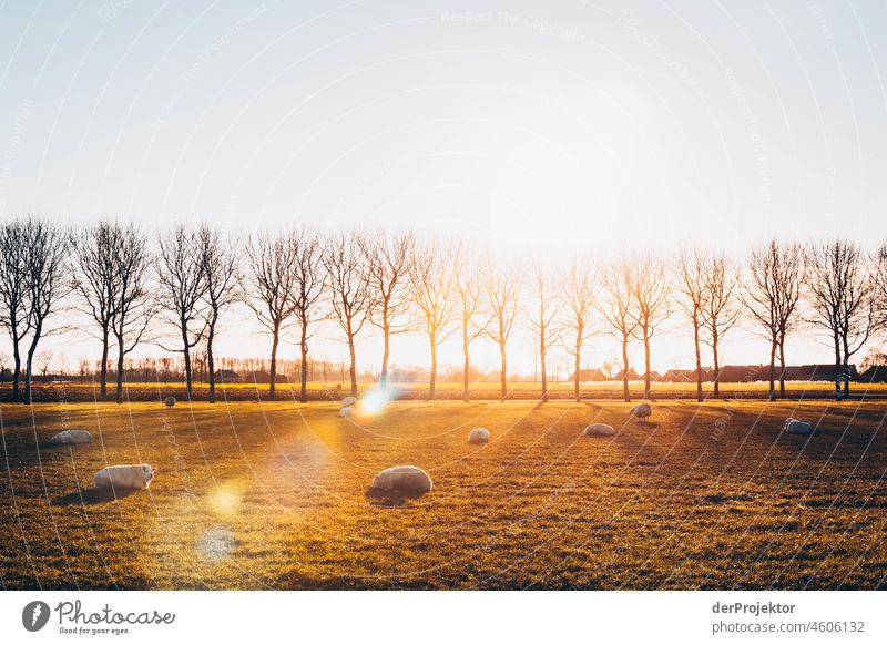 Baumallee im Sonnenaufgang mit Schafen in Friesland II standhaft Ferien & Urlaub & Reisen Tourismus Ausflug Ferne Umwelt Lebensfreude Kanal Außenaufnahme