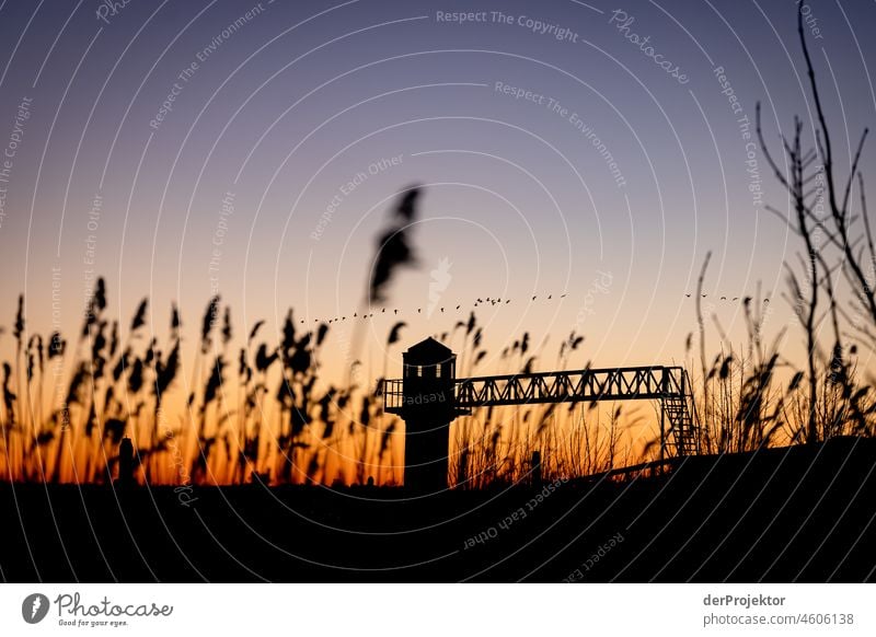 Schilf und Leuchtturm im Sonnenaufgang in Friesland standhaft Ferien & Urlaub & Reisen Tourismus Ausflug Ferne Umwelt Lebensfreude Kanal Außenaufnahme