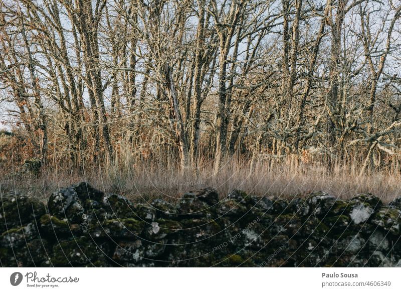 Eichenwald Wald Winter Herbst fallen braun Pflanze Herbstlaub Außenaufnahme Farbfoto Natur Eichenblatt Baum Blatt Wanderung Landschaft reisen natürlich