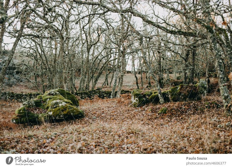 Eichenwald Eichenblatt Wald Winter Herbst braun grün Menschenleer Außenaufnahme Farbfoto Umwelt Pflanze Baum Natur Blatt Holz Detailaufnahme Zweig