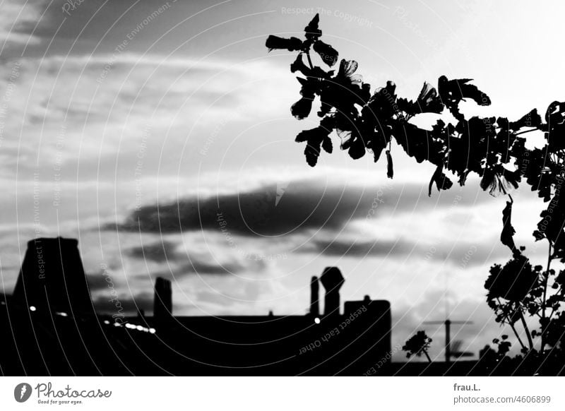 Malve über den den Dächern Blume Natur Balkon Dach Stadt Regentropfen Gegenlicht Sommer Schornstein Angenne Himmel Wolken Regenwetter heiter bis wolkig Möhre