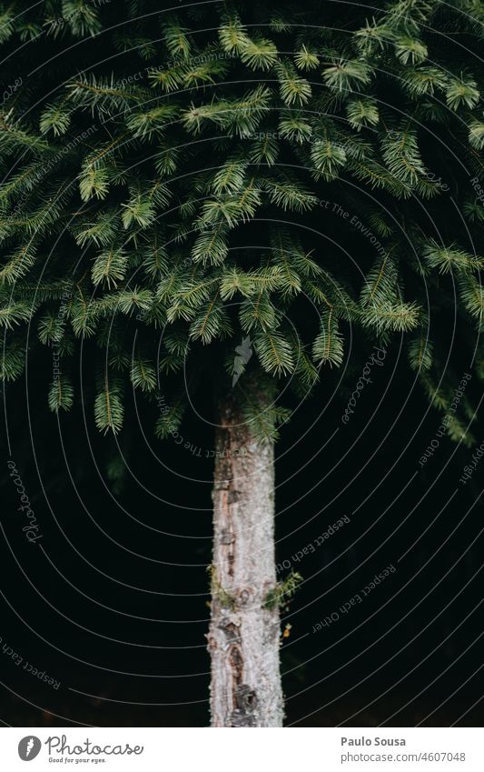 Tannenbaum-Laub Baum Baumstamm Farbfoto Außenaufnahme Nadelwald Nadelbaum grün Winter Menschenleer Natur Wald Baumrinde Wachstum Holz Forstwirtschaft Umwelt