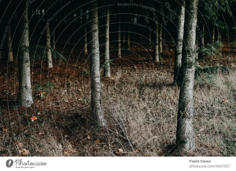 Tannenwald Wald Forstwirtschaft Umwelt Natur Holz Landschaft grün Menschenleer Nadelbaum Baum Außenaufnahme Farbfoto Nadelwald Pflanze Tag Umweltschutz Bäume