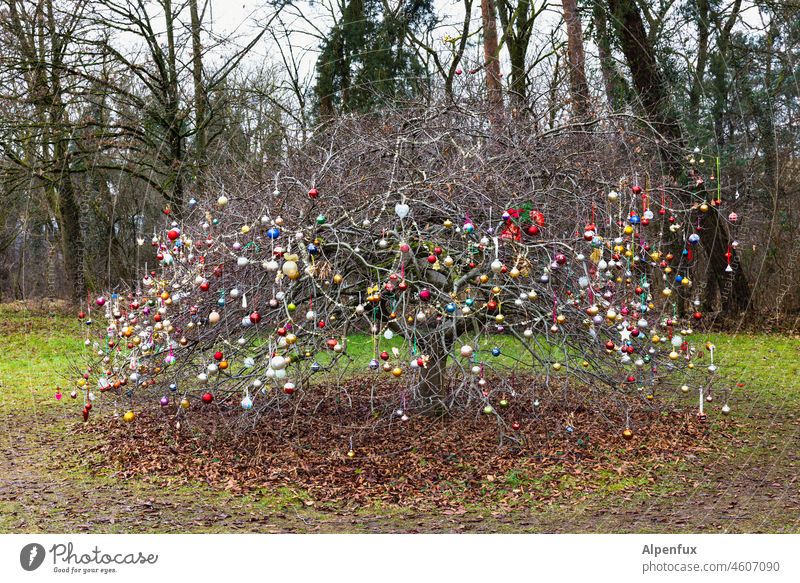 Viel hilft viel Weihnachtsbaum viele Kugeln Weihnachten & Advent Farbfoto Feste & Feiern Weihnachtsdekoration Dekoration & Verzierung Tradition Christbaumkugel