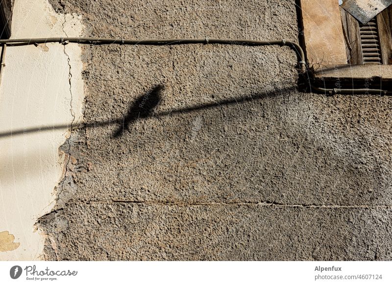 Schattenwesen Schattenspiel Vogel Tier schwarz Silhouette Licht Außenaufnahme Sonnenlicht Menschenleer Schönes Wetter Farbfoto Schattenwurf Schattenseite