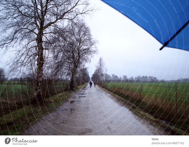 Pfützenparcours weg pfützen birke moor schirm regen regenschirm spaziergang himmel horizont nass wetter kalt kühl unterwegs hund regenjacke