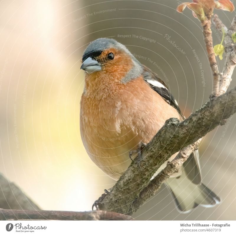 Buchfink im Sonnenschein Fringilla coelebs Fink Kopf Schnabel Tiergesicht Flügel Auge Krallen Vogel Wildtier Feder Zweige u. Äste Schönes Wetter Farbfoto