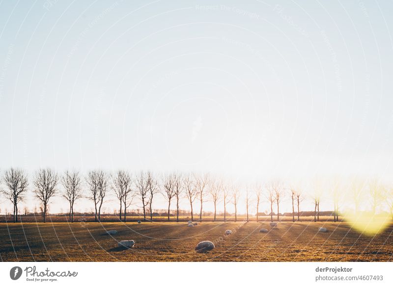 Baumallee im Sonnenaufgang mit Schafen in Friesland I standhaft Ferien & Urlaub & Reisen Tourismus Ausflug Ferne Umwelt Lebensfreude Kanal Außenaufnahme