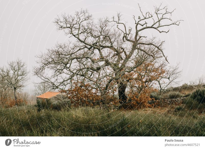 Eichenbaum und Haus Baum Winter Landschaft Natur Eichenblatt Blatt Pflanze Menschenleer Außenaufnahme Farbfoto Herbst Umwelt grün Zweig Herbstfärbung braun