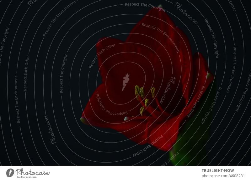 Amaryllis (Amaryllidaceae) blüht auch in Dämmerung und Dunkelheit Amarylliceae Blüte geöffnet Blütenkelch Stempel rot gelb leuchten Schimmer schwach