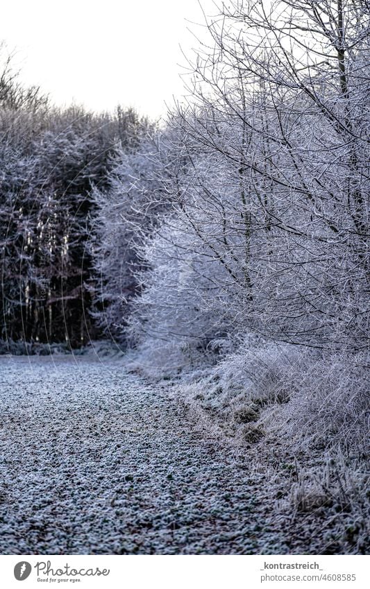 Winter Wonderland Bäume Wald Winterstimmung Winterwald verschneit Schnee winterlich Wintertag natur landschaft deutschland weg Kälte Klima frostig Eis