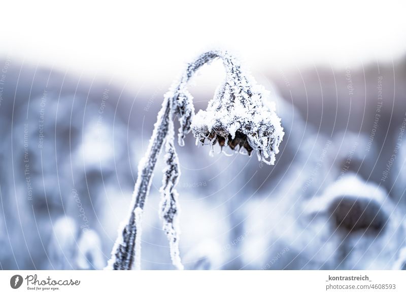 Sonnenblume im Schlaf verblüht verschneit Kälte winterlich frieren Vergänglichkeit Natur Winterstimmung Wintertag kalt weiß glitzernd vertrocknet schneebedeckt