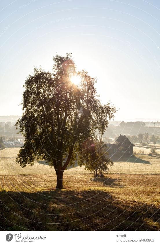 Guten Morgen Umwelt Natur Landschaft Himmel Sonne Sommer Baum Feld natürlich gold Landwirtschaft Farbfoto Außenaufnahme Menschenleer Textfreiraum oben Tag