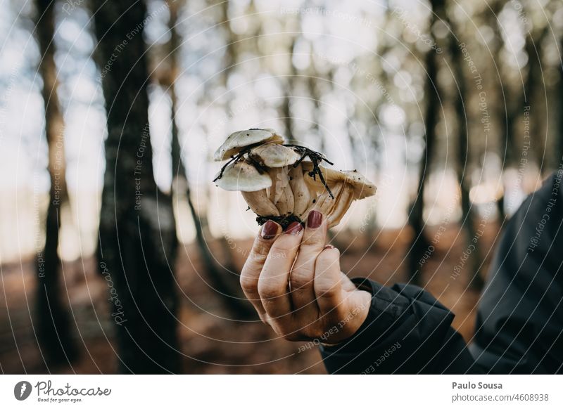 Close up Frau Hand hält essbare Pilze Pilzsucher Nahaufnahme Speisepilz Lebensmittel Tag Ernährung Wald Außenaufnahme Natur Herbst Farbfoto Pflanze lecker