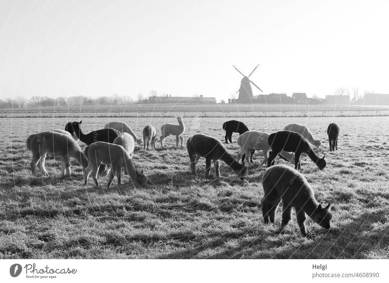 Alpakaherde grast in der Morgensonne auf einer raureifbedeckten Wiese, im Hintergrund eine Windmühle. Schwarzweiß-Aufnahme. Tier Winter Frost Kälte Raureif