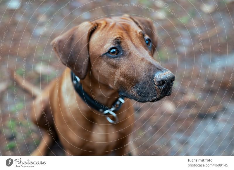 Sandschnauze, Hund mit Wühlnase wühlnase sand ridgeback welpe rohodesian ridgeback Tier Reinrassig niedlich bezaubernd Säugetier lustig braun Porträt jung