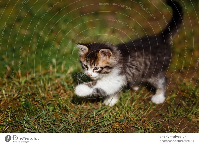 Kleine niedliche graue und weiße Kätzchen geht und spielt vorsichtig auf grünem Gras. Lovely Haustier im Freien auf Sommer Säugetier Katzenbaby Natur Baby Tier