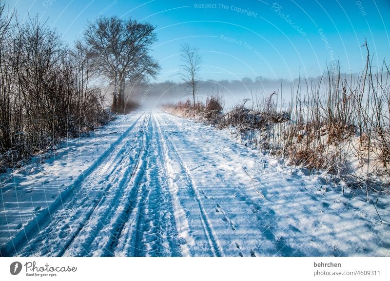 öffentliches ärgernis | wenn der winterdienst verpennt Bäume Umwelt Natur Frost Klima Wege & Pfade Landschaft Schnee Schneefall ruhig Winter Winterlandschaft