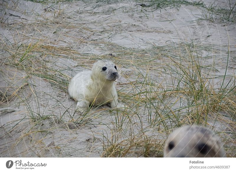 Photobombing - Mama Kegelrobbe wollte auch mit aufs Bild. Tier Natur Wildtier Farbfoto Außenaufnahme Tag Küste Strand Robben Sand natürlich frei Helgoland