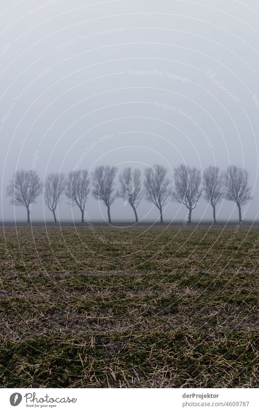 Baumallee im Nebel in Friesland II standhaft Ferien & Urlaub & Reisen Tourismus Ausflug Ferne Umwelt Lebensfreude Kanal Außenaufnahme Textfreiraum oben