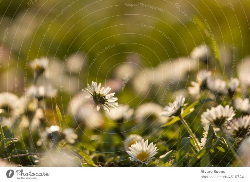 Weiße Blüten mit violetten Spitzen der Gänseblümchenart Bellis perennis im Frühling im Parque del Buen Retiro in Madrid, Spanien, im Gegenlicht Blumen